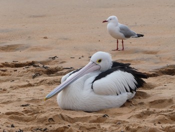 Australian Pelican Long Reef(Australia, NSW) Sun, 8/9/2020