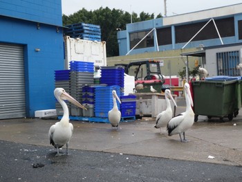 Australian Pelican Sydney Fish Market Sat, 8/8/2020