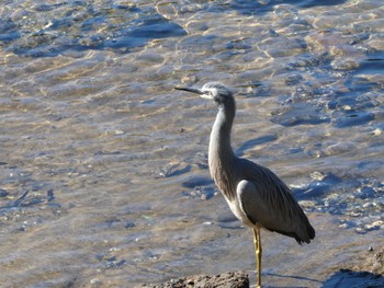 White-faced Heron Mowbray Point, Castlecrag, NSW, Australia Thu, 8/6/2020