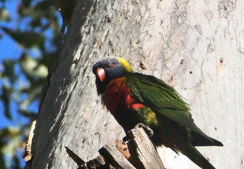 ゴシキセイガイインコ Chatswood, NSW, Australia 2020年8月5日(水)