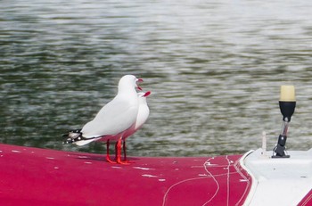 Silver Gull Mowbray Point, Castlecrag, NSW, Australia Tue, 8/4/2020