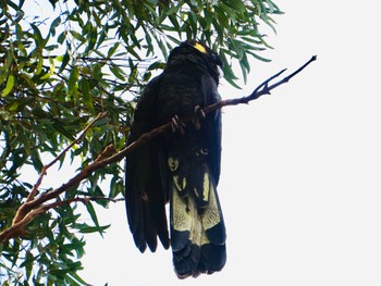 Yellow-tailed Black Cockatoo Warners Park, Northbridge, NSW, Australia Tue, 8/4/2020