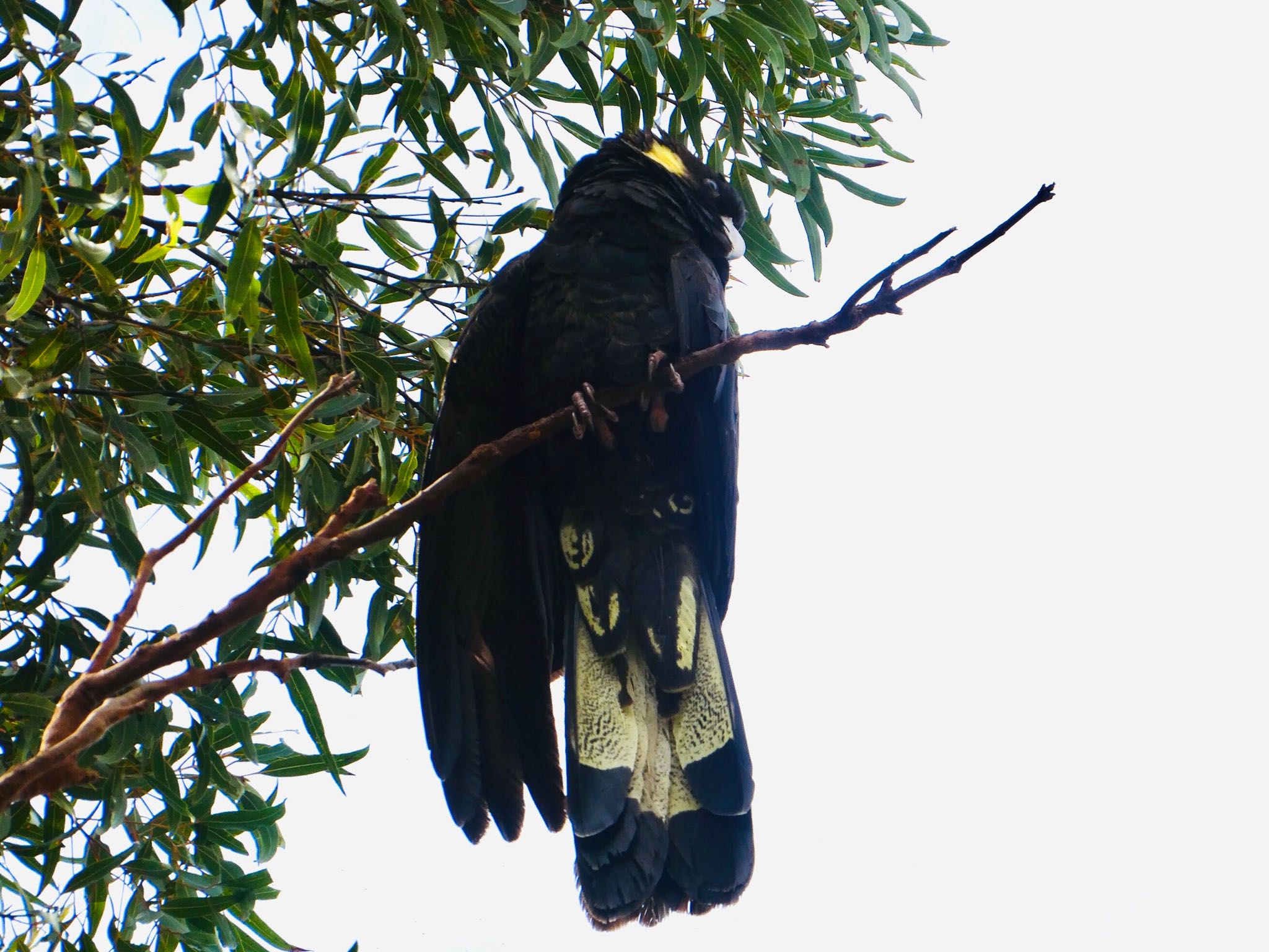 Photo of Yellow-tailed Black Cockatoo at Warners Park, Northbridge, NSW, Australia by Maki