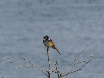 New Holland Honeyeater Malabar Headland National Park, NSW, Australia Sun, 8/2/2020