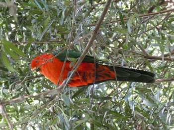 キンショウジョウインコ Chatswood, NSW, Australia 2020年8月5日(水)