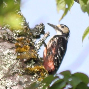 White-backed Woodpecker 屏風岩公苑 Wed, 6/1/2022