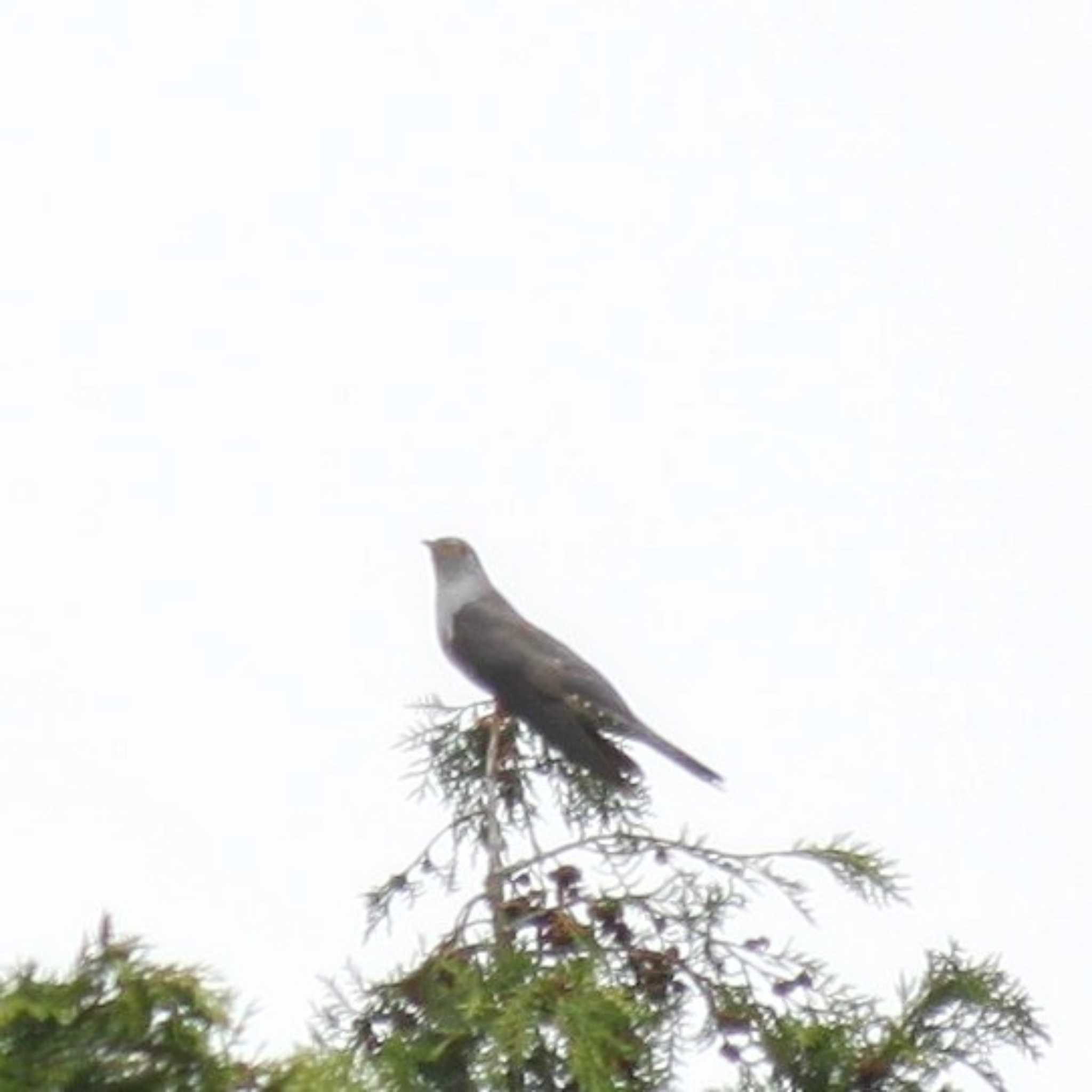 Oriental Cuckoo