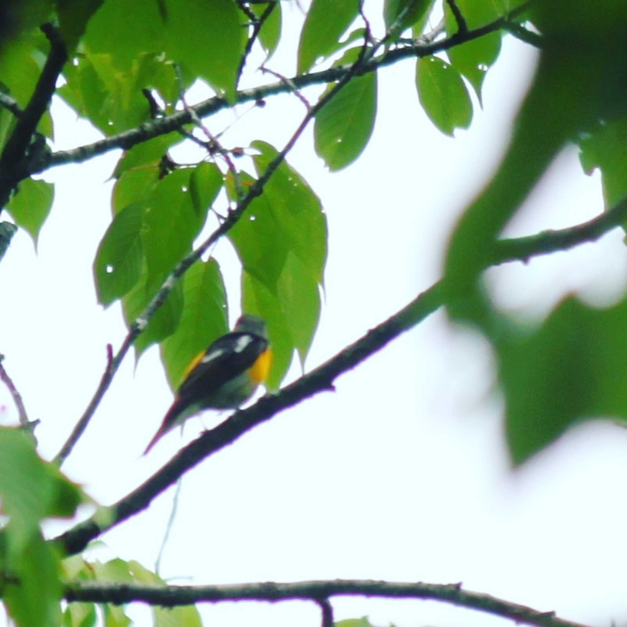 Photo of Narcissus Flycatcher at 屏風岩公苑 by utau_tori