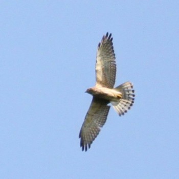 Grey-faced Buzzard 屏風岩公苑 Wed, 6/1/2022