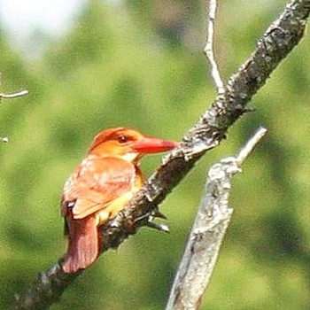 2022年6月1日(水) 屏風岩公苑の野鳥観察記録