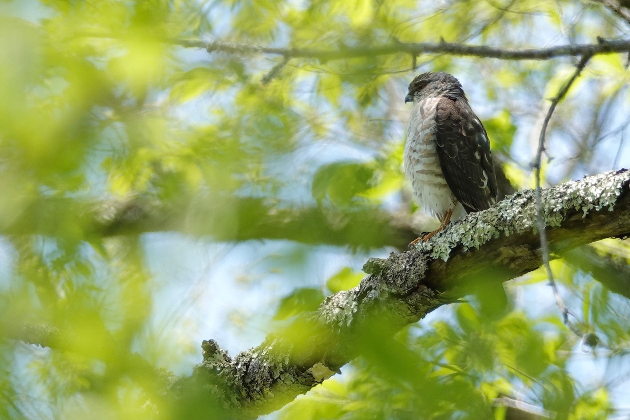 軽井沢野鳥の森 ツミの写真