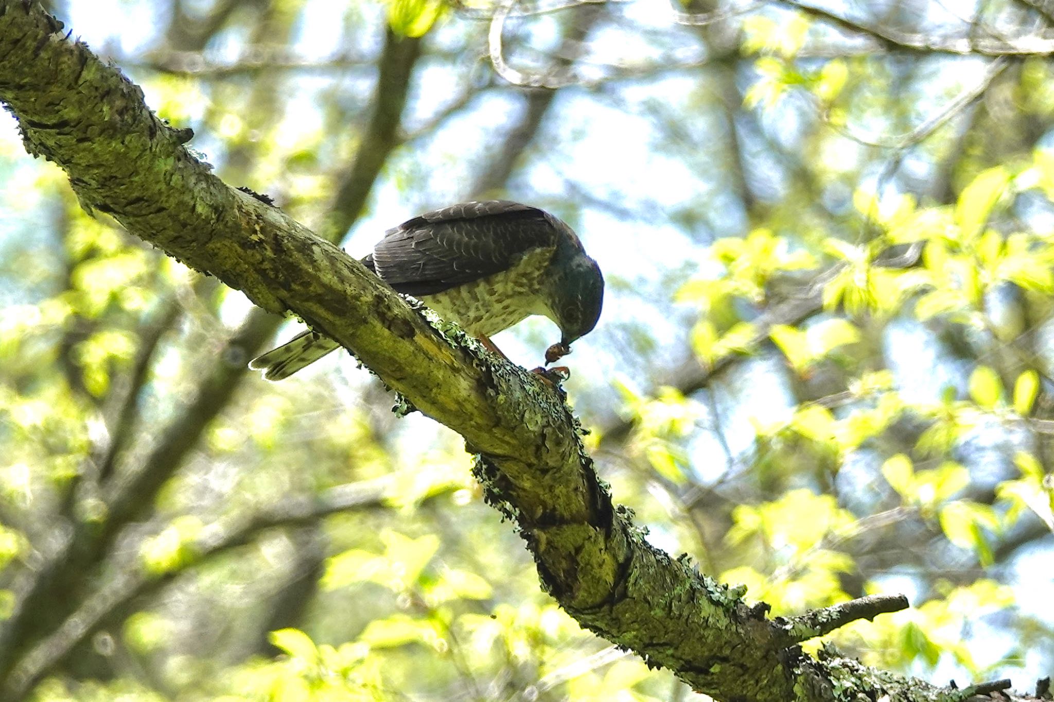 軽井沢野鳥の森 ツミの写真