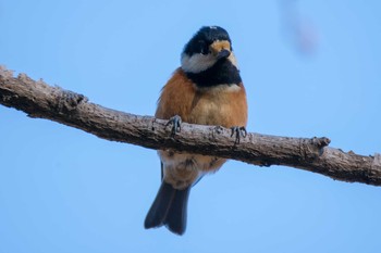 2017年12月22日(金) 舞岡公園の野鳥観察記録