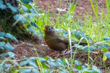 ガビチョウ 静岡県立森林公園 2022年6月3日(金)