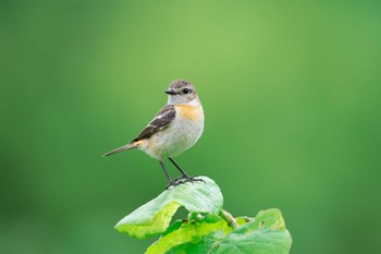 Amur Stonechat 札幌 Fri, 6/3/2022