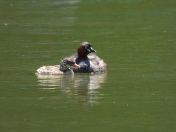 2022年6月2日(木) 千里南公園の野鳥観察記録