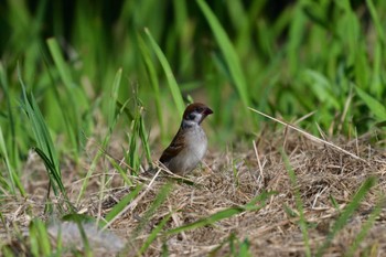 Eurasian Tree Sparrow Nagahama Park Fri, 6/3/2022