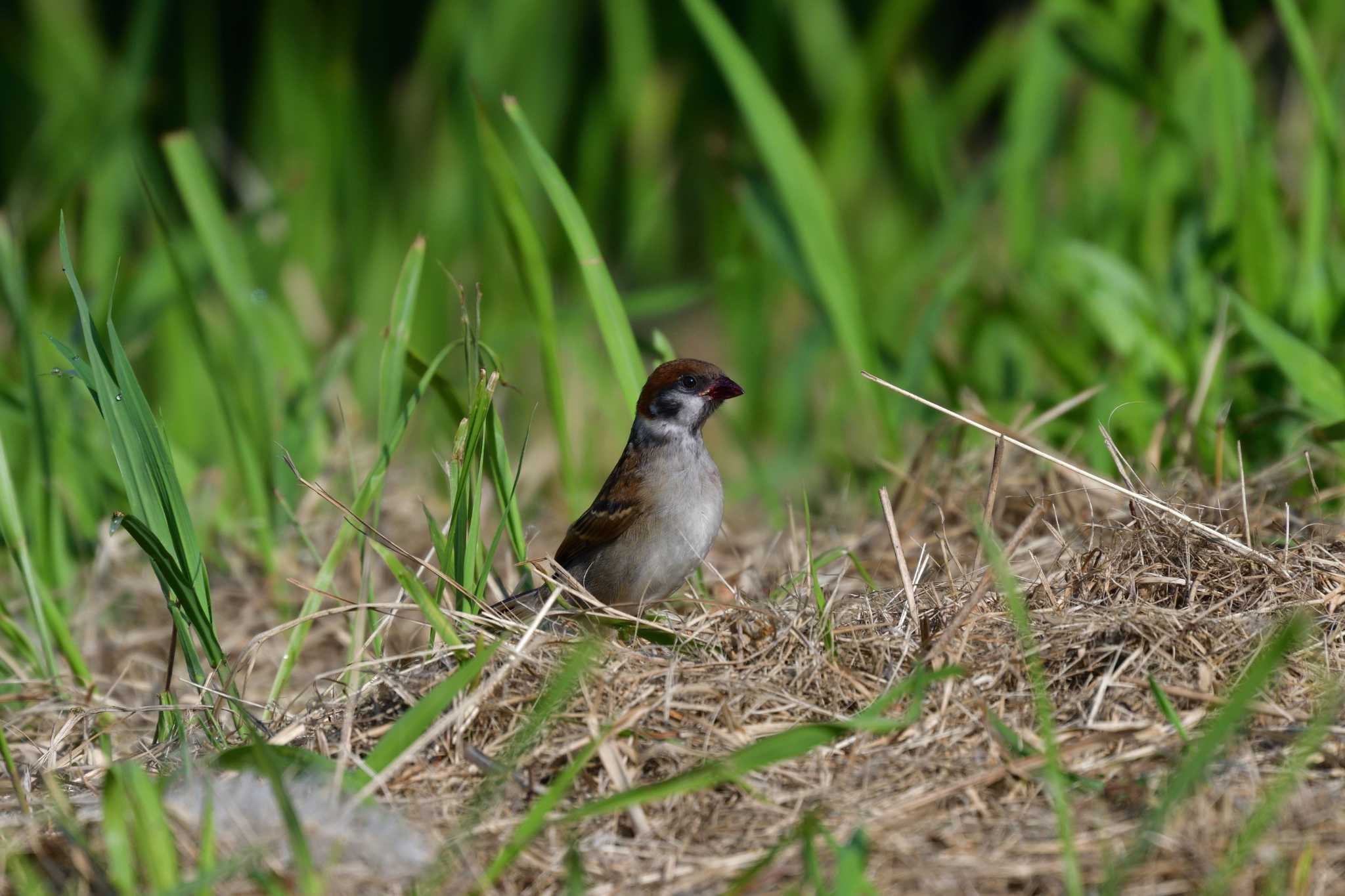 Photo of Eurasian Tree Sparrow at Nagahama Park by やなさん