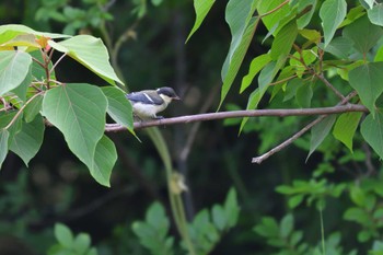 Japanese Tit Nagahama Park Fri, 6/3/2022