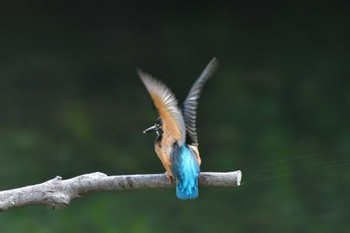 カワセミ 長浜公園 2022年6月3日(金)