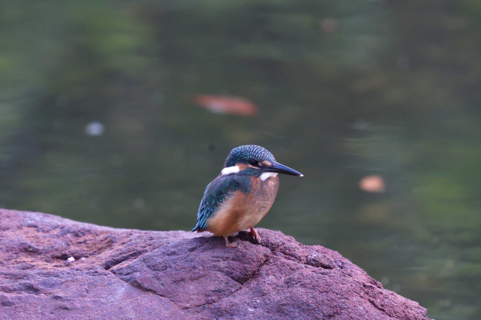 長浜公園 カワセミの写真 by やなさん