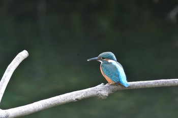 カワセミ 長浜公園 2022年6月3日(金)