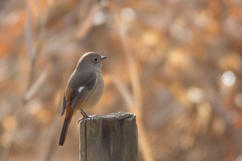 ジョウビタキ 舞岡公園 2017年12月22日(金)