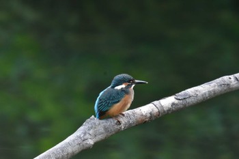 カワセミ 長浜公園 2022年6月3日(金)