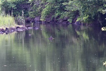 カワセミ 長浜公園 2022年6月3日(金)