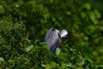 Grey Heron Nagahama Park Fri, 6/3/2022