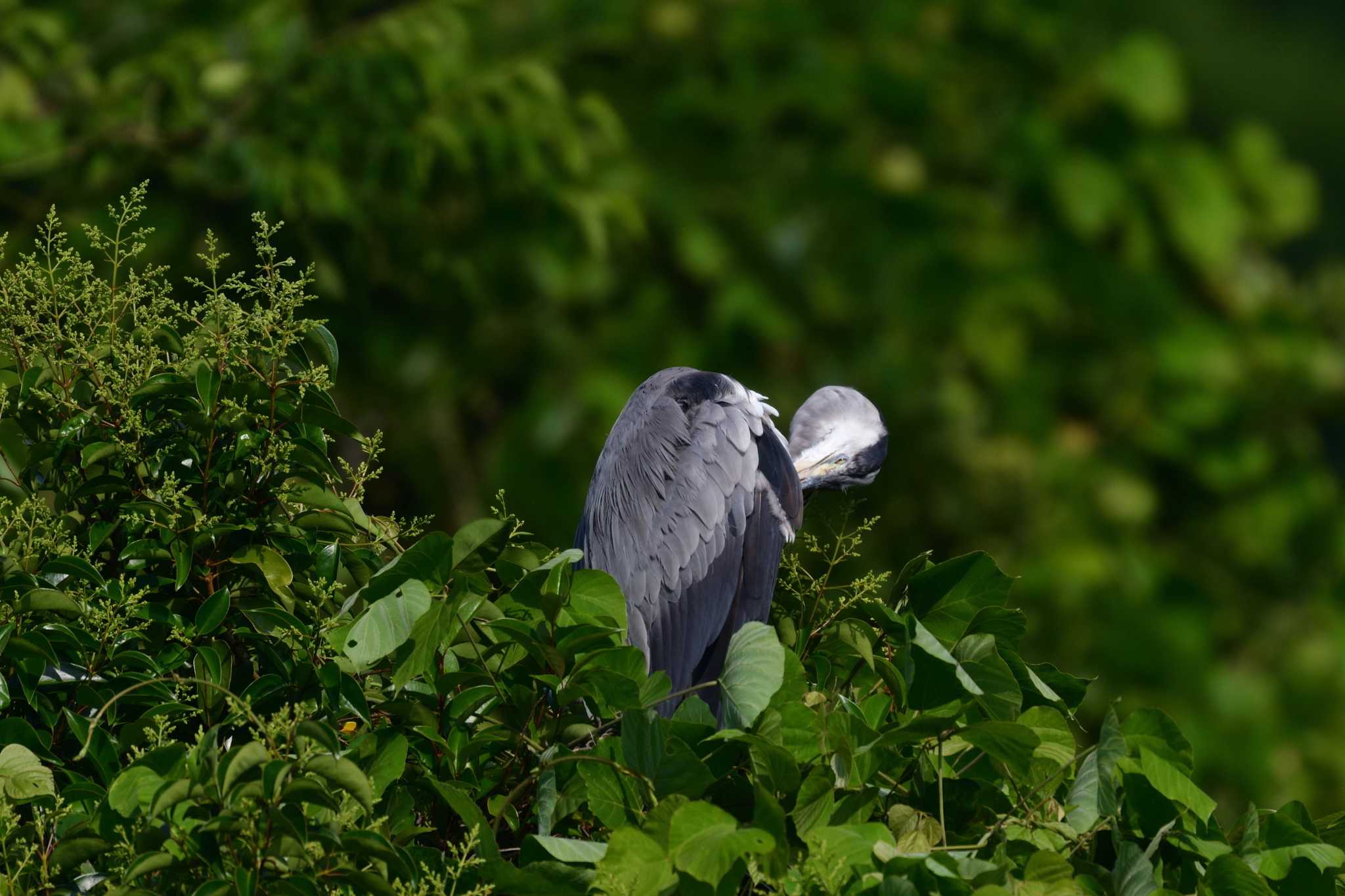 Photo of Grey Heron at Nagahama Park by やなさん