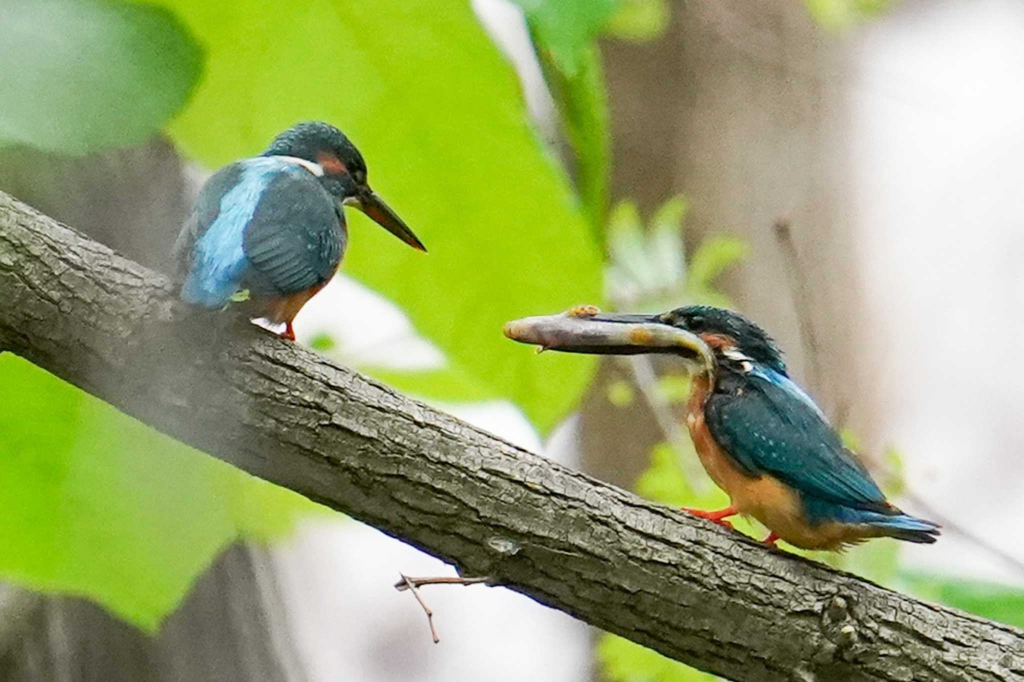 カワセミ