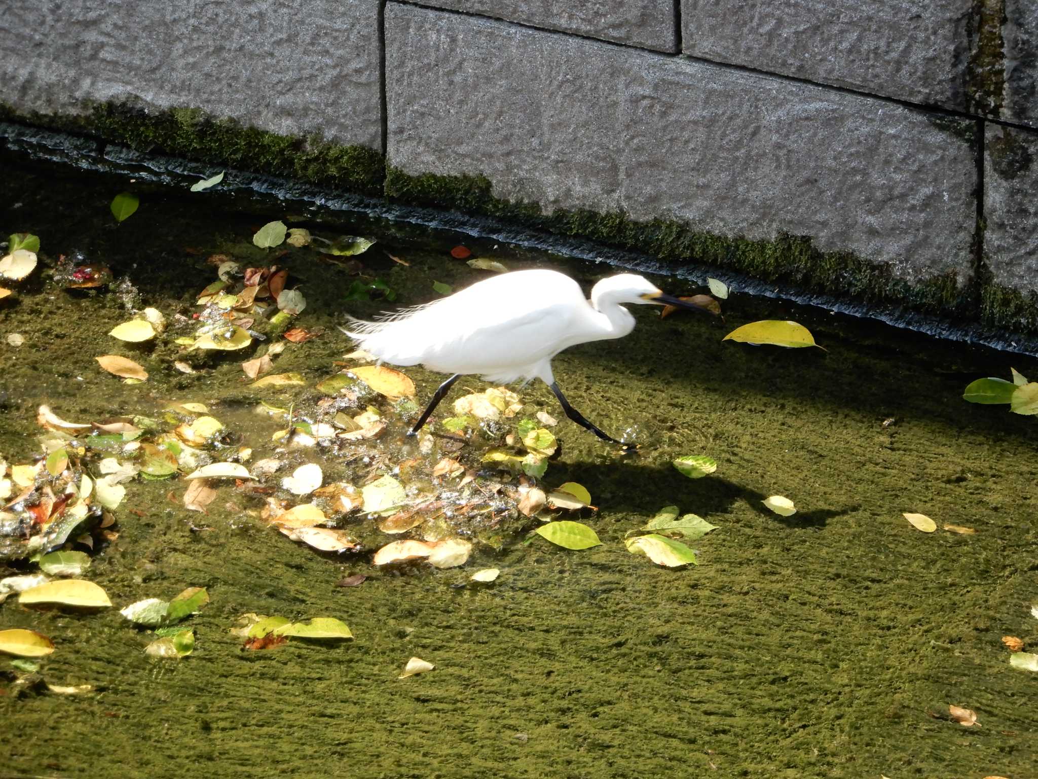 平和の森公園、妙正寺川 コサギの写真