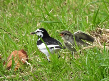 2022年6月3日(金) 平塚市金目川遊歩道の野鳥観察記録