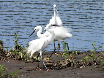 2022年6月3日(金) 平塚市金目川のコサギの野鳥観察記録