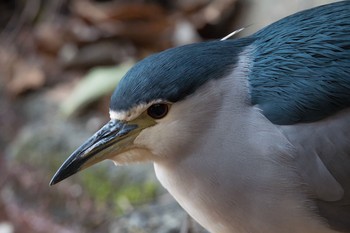 Black-crowned Night Heron Unknown Spots Tue, 12/26/2017