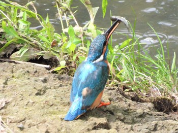 2022年6月3日(金) 平塚市山下サイクリング橋付近の野鳥観察記録