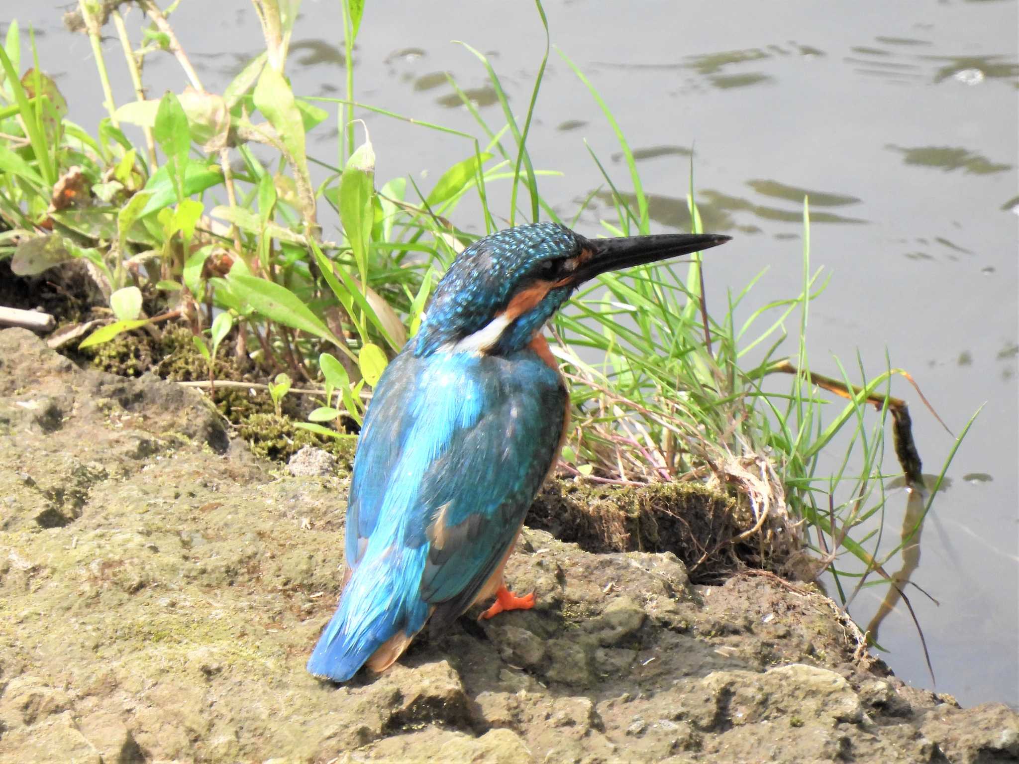 食後のカワセミ