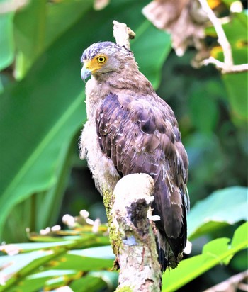 Crested Serpent Eagle Ishigaki Island Sun, 5/29/2022