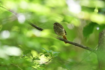 ジョウビタキ 八ヶ岳 2022年5月28日(土)