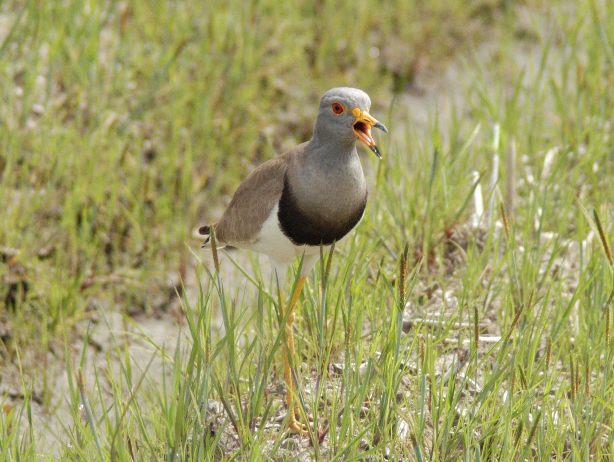 Photo of Grey-headed Lapwing at 奈良 平城京 by Souma Yamamoto