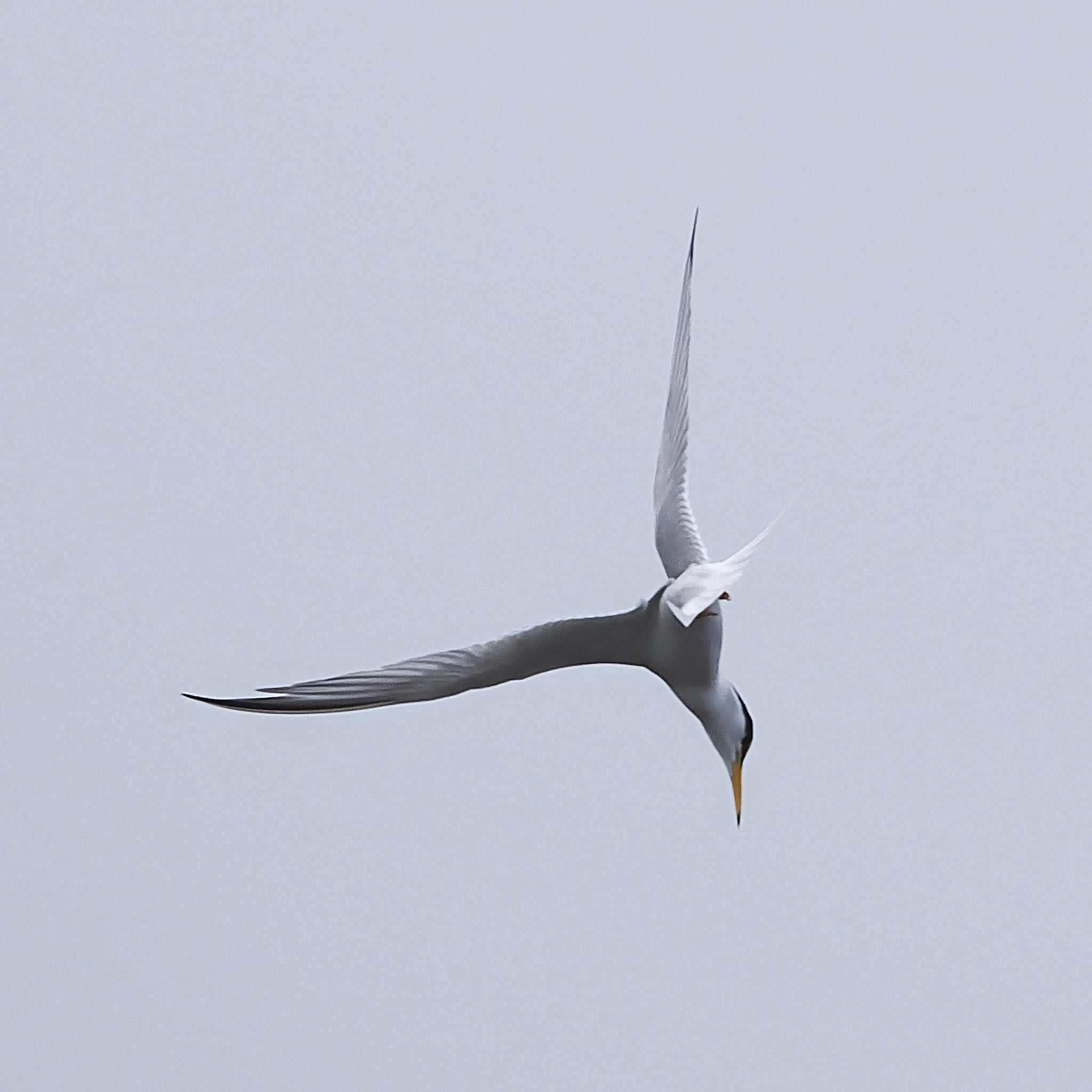 Little Tern