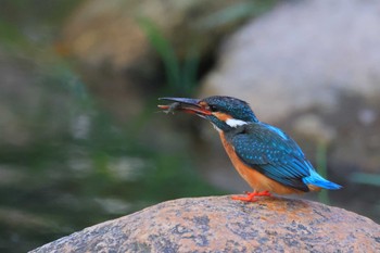 Common Kingfisher 夙川河川敷緑地(夙川公園) Fri, 6/3/2022