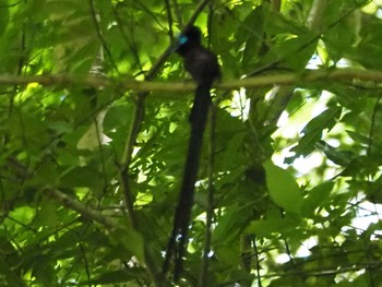 サンコウチョウ 摩耶山 2022年6月3日(金)