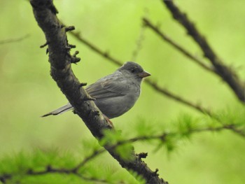 Grey Bunting 浅間隠山 Sun, 5/22/2022