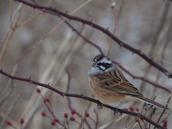 Meadow Bunting 長野県 Tue, 12/26/2017