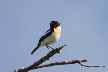 Amur Stonechat JGSDF Kita-Fuji Exercise Area Sun, 5/29/2022