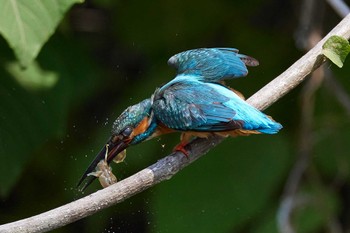 Common Kingfisher 滋賀県 Fri, 6/3/2022