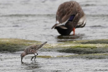 Curlew Sandpiper 多摩川二ヶ領宿河原堰 Thu, 5/19/2022