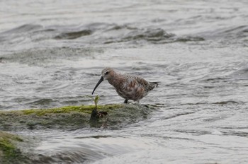 Curlew Sandpiper 多摩川二ヶ領宿河原堰 Thu, 5/19/2022